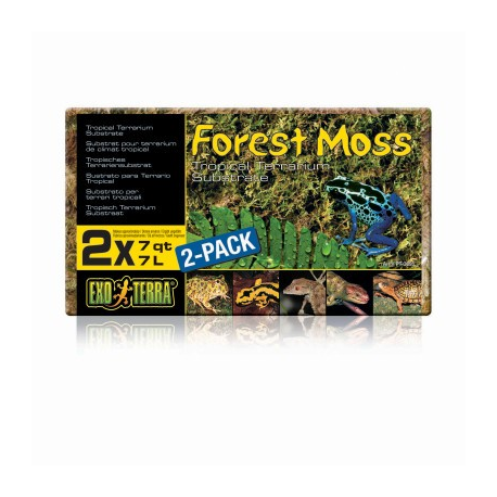 Forest Moss