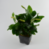 Anubias nana - Planta Mãe