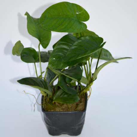 Anubias Barteri - Planta mãe