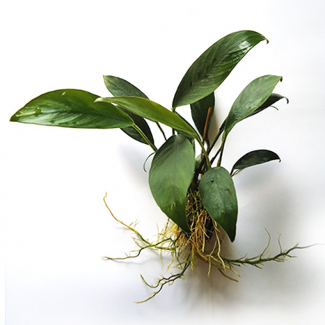 Anubias Congensis