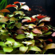 Ludwigia repens